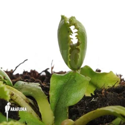 Venus Flytrap 'Dionaea Muscipula 'Wiki' -Green Haven Sales Store Dionaea muscipula Wiki 3