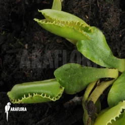 Venus Flytrap 'Dionaea Muscipula 'Wiki' -Green Haven Sales Store Dionaea muscipula Wiki 4