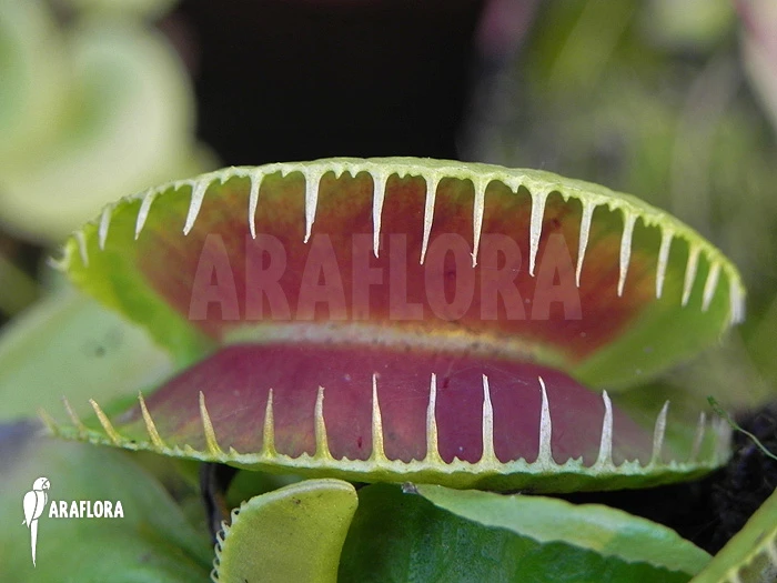 Venus Flytrap 'Dionaea Muscipula 'Jaws Smiley' Starter' 1 Venus Flytrap 'Dionaea Muscipula 'Jaws Smiley' Starter'