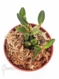 Orchid 'Diplocaulobium Chrysotropis' -Green Haven Sales Store Diplocaulobium chrysotropis 2