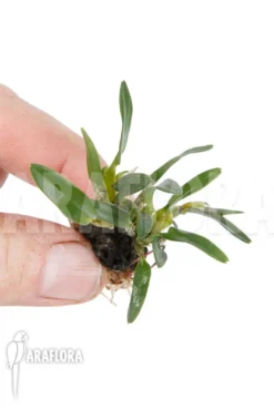 Orchid 'Diplocaulobium Chrysotropis' -Green Haven Sales Store Diplocaulobium chrysotropis 3