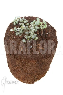 Dischidia Aff Nummularia 170