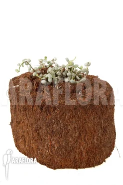 Dischidia Aff Nummularia 170 -Green Haven Sales Store Dischidia aff nummularia 170 3