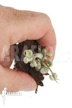 Dischidia Aff Nummularia 170 'starter'