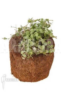 Dischidia Aff Nummularia 171