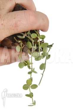 Dischidia Aff Nummularia 171 'starter'