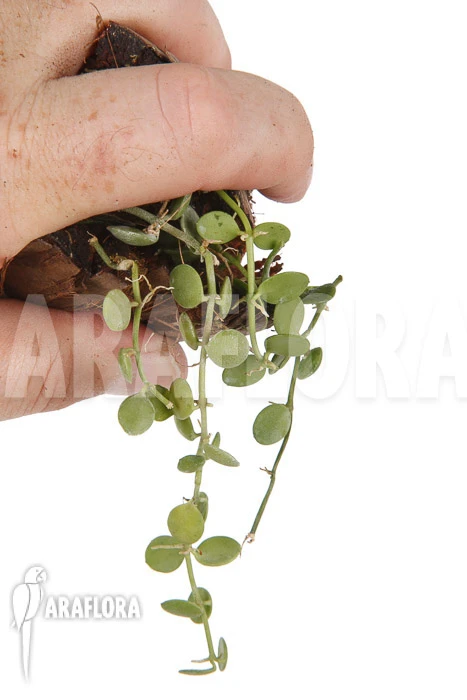 Dischidia Aff Nummularia 171 'starter' 1 Dischidia Aff Nummularia 171 'starter'