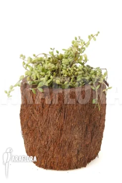 Dischidia Aff Nummularia 172 -Green Haven Sales Store Dischidia aff nummularia 172 3