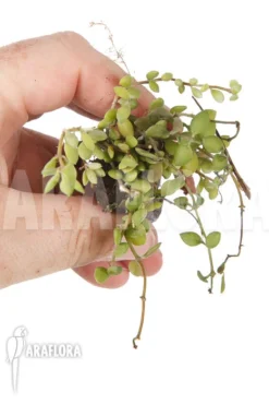 Dischidia Aff Nummularia 172 'starter'