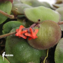 Antplant 'Dischidia Astephana'