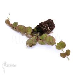 Antplant 'Dischidia Astephana' -Green Haven Sales Store Dischidia astephana 3