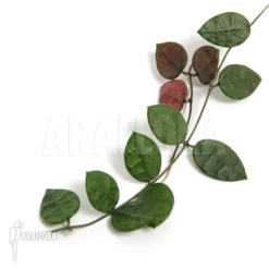 Antplant 'Dischidia Hirsuta'