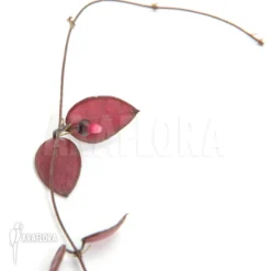 Antplant 'Dischidia Hirsuta' -Green Haven Sales Store Dischidia hirsuta 3