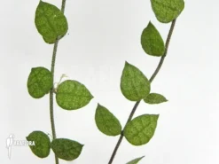 Antplant 'Dischidia Hirsuta' -Green Haven Sales Store Dischidia hirsuta 4