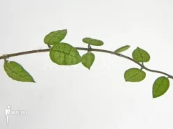 Antplant 'Dischidia Hirsuta' -Green Haven Sales Store Dischidia hirsuta 5