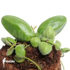 Antplant 'Dischidia Major' 'L'