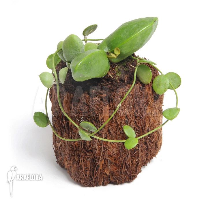 Antplant 'Dischidia Major' 'L' 4 Antplant 'Dischidia Major' 'L' - Image 4