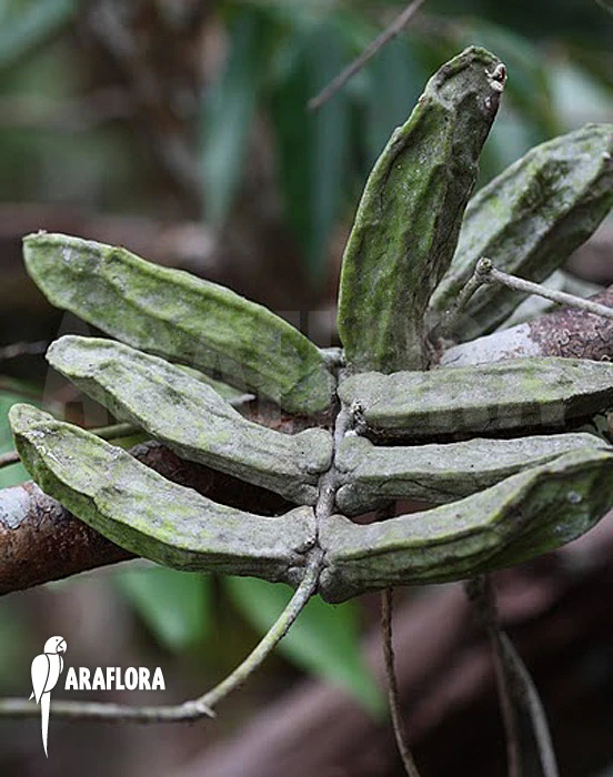 Antplant 'Dischidia Major' 'L' 3 Antplant 'Dischidia Major' 'L' - Image 3
