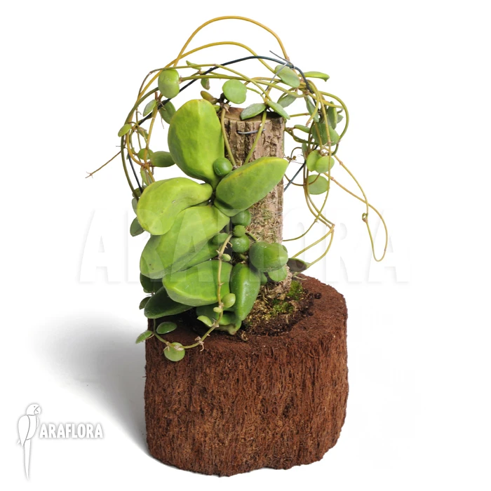 Antplant 'Dischidia Major' 'L' 2 Antplant 'Dischidia Major' 'L' - Image 2