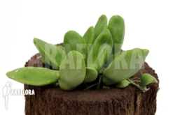 Antplant 'Dischidia Major' 'M'