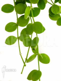 Antplant 'Dischidia Nummularia' -Green Haven Sales Store Dischidia nummularia 3
