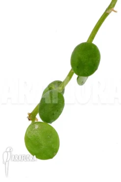 Antplant 'Dischidia Nummularia 'Button'' 10 Antplant 'Dischidia Nummularia 'Button'' -Green Haven Sales Store Dischidia nummularia Button 5