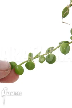 Antplant 'Dischidia Nummularia 'Button'' 11 Antplant 'Dischidia Nummularia 'Button'' -Green Haven Sales Store Dischidia nummularia Button 6