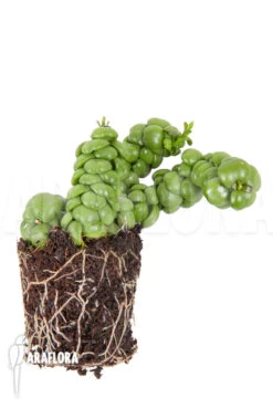 Dischidia Nummularifolia “Dragon Jade” 'Starter'