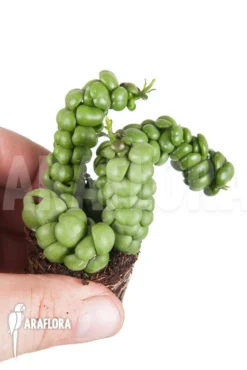 Dischidia Nummularifolia “Dragon Jade” 'Starter' -Green Haven Sales Store Dischidia nummularifolia Dragon Jade Starter 2