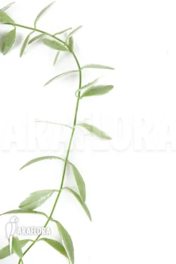 Antplant 'Dischidia Oiantha Variegata' 'M' -Green Haven Sales Store Dischidia oiantha Variegata M 3