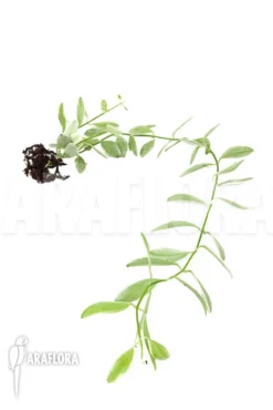 Antplant 'Dischidia Oiantha Variegata' 'M' -Green Haven Sales Store Dischidia oiantha Variegata M 4