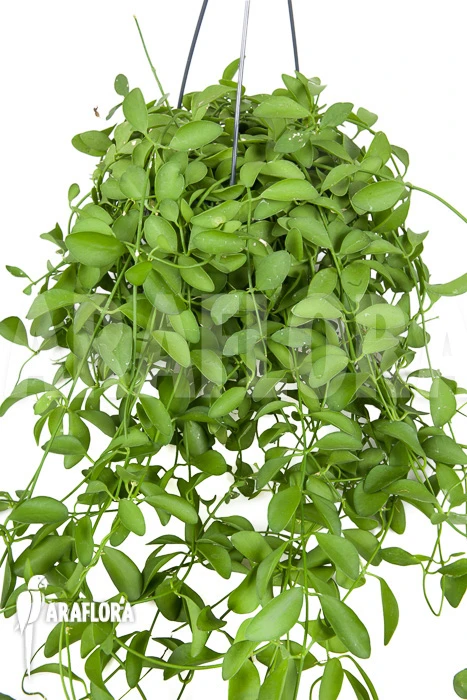 Antplant 'Dischidia Oiantha' 'XL' 1 Antplant 'Dischidia Oiantha' 'XL'