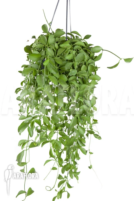 Antplant 'Dischidia Oiantha' 'XL' 2 Antplant 'Dischidia Oiantha' 'XL' - Image 2