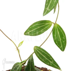 Antplant 'Dischidia Ovata'