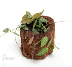 Antplant 'Dischidia Ovata' -Green Haven Sales Store Dischidia ovata 2