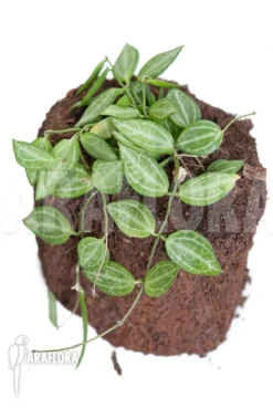 Antplant 'Dischidia Ovata' -Green Haven Sales Store Dischidia ovata 3