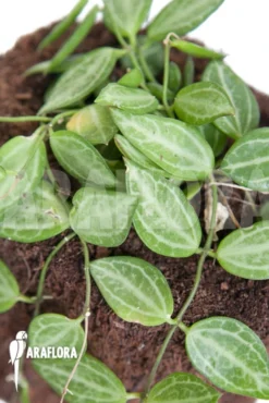 Antplant 'Dischidia Ovata' -Green Haven Sales Store Dischidia ovata 4