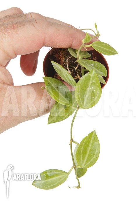 Antplant 'Dischidia Ovata' Starter 1 Antplant 'Dischidia Ovata' Starter