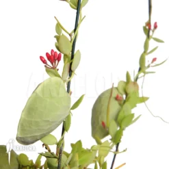 Antplant 'Dischidia Pectinoides'