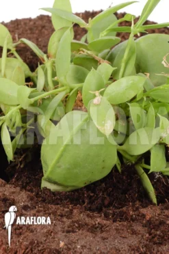 Antplant 'Dischidia Pectinoides' 'type B' -Green Haven Sales Store Dischidia pectinoides TypeB 4