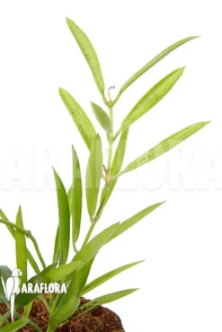 Dischidia Philippinensis