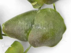 Antplant 'Dischidia Platyphylla'