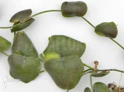 Antplant 'Dischidia Platyphylla' -Green Haven Sales Store Dischidia platyphylla 2