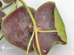 Antplant 'Dischidia Platyphylla' -Green Haven Sales Store Dischidia platyphylla 4