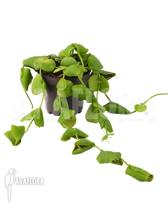 Dischidia Platyphylla 2 Dischidia Platyphylla - Image 2