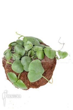 Antplant 'Dischidia Platyphylla' 'XL'