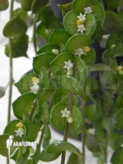 Antplant 'Dischidia Ruscifolia'