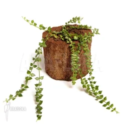 Antplant 'Dischidia Ruscifolia' 11 Antplant 'Dischidia Ruscifolia' -Green Haven Sales Store Dischidia ruscifolia 2