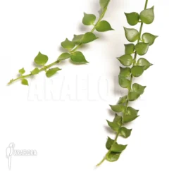 Antplant 'Dischidia Ruscifolia' 10 Antplant 'Dischidia Ruscifolia' -Green Haven Sales Store Dischidia ruscifolia 3