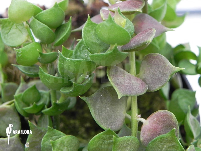 Antplant 'Dischidia Ruscifolia' 4 Antplant 'Dischidia Ruscifolia' - Image 4